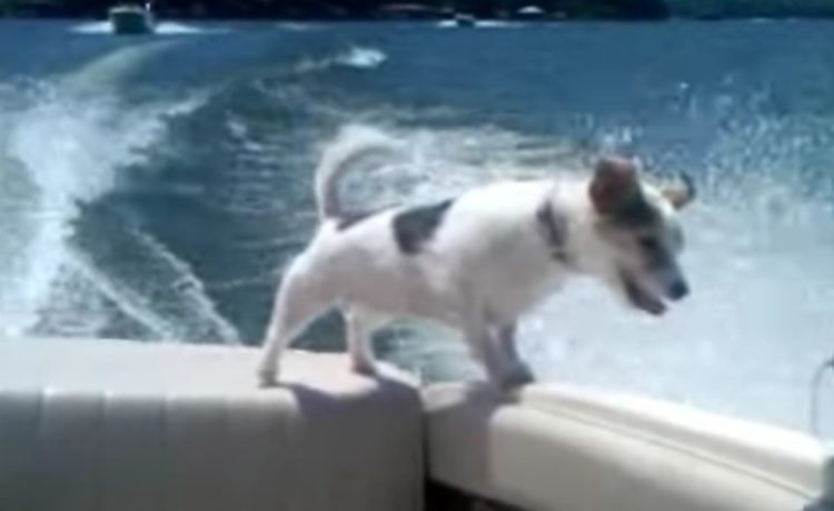 嫌な予感しかしない ボートの上ではしゃぐ犬さんがこの後 いぬのこと