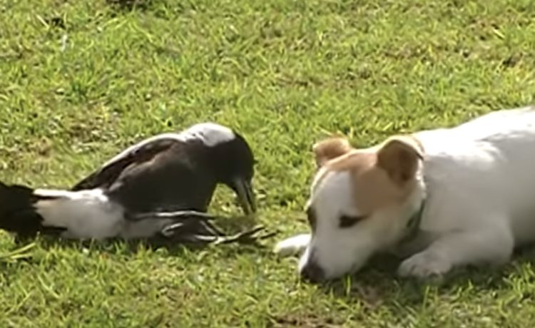 犬さんの一番の遊び相手は 鳥 仲良くゴロゴロする姿が可愛いぞ いぬのこと