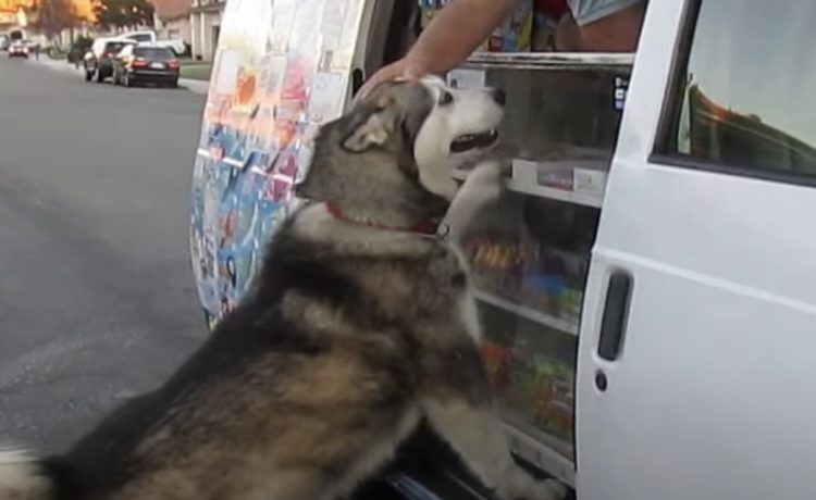 大好きなアイスクリーム屋さんが来た 喜び方が可愛いワンコ いぬのこと 犬がもっと好きになる動画紹介サイト