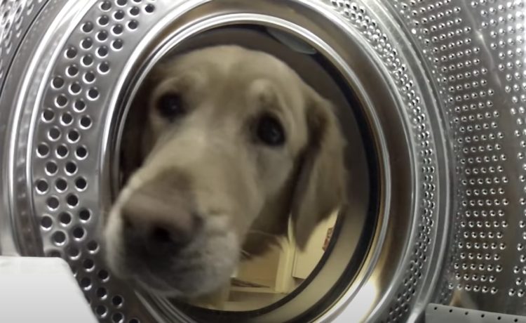 今助けるぞ 大事なぬいぐるみを洗濯機から救出しようとする犬さん いぬのこと