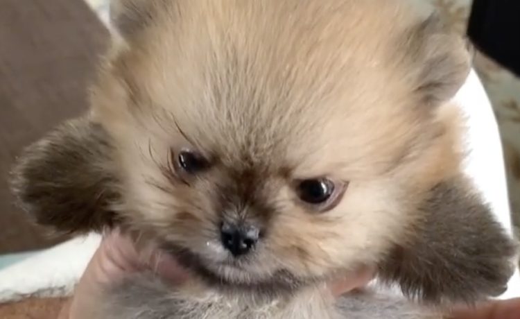 まるで小さなクマさん ポメラニアンの子犬がとってもキュート いぬのこと 犬がもっと好きになる動画紹介サイト