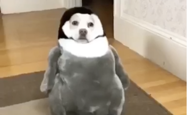 どうしたのその格好 ペンギンになって固まる犬さんたち いぬのこと