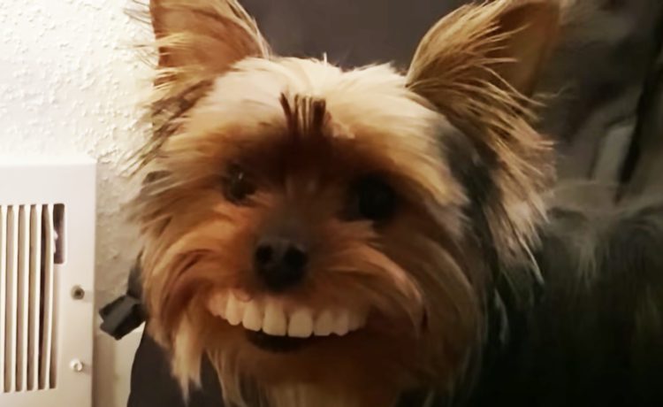 愛犬の歯を見て爆笑 入れ歯ですごい顔になっちゃった いぬのこと