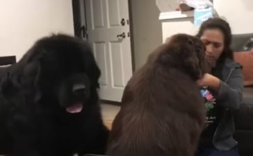 ニューファンドランド いぬのこと