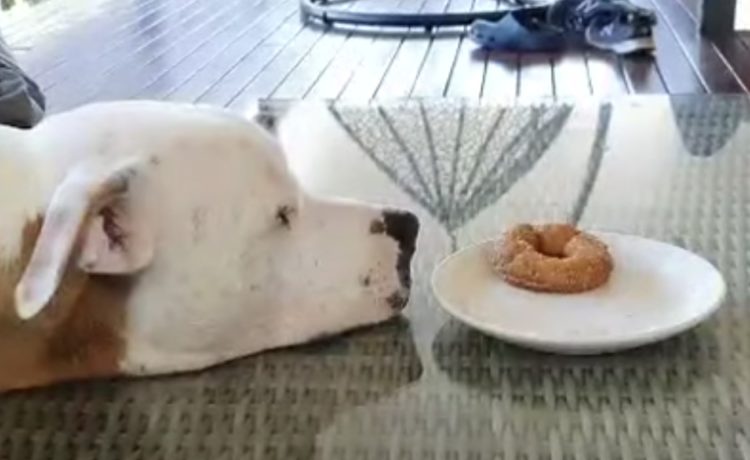 犬 これ食べちゃダメだよね ドーナツを見て葛藤するワンコ いぬのこと