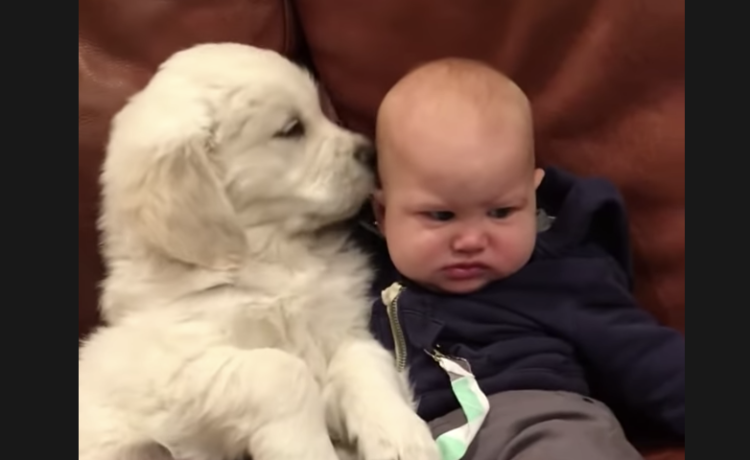 しつこいよぉ 子犬にキスされ続ける赤ちゃん いぬのこと 犬がもっと好きになる動画紹介サイト