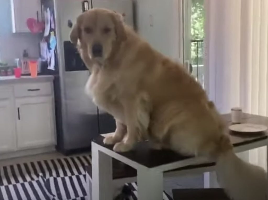 そこで何してるの〜！テーブルの上に座る犬。「降りれなくなっちゃった！」