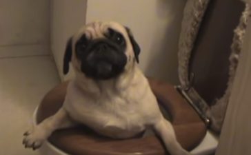 パグ いぬのこと 犬がもっと好きになる動画紹介サイト