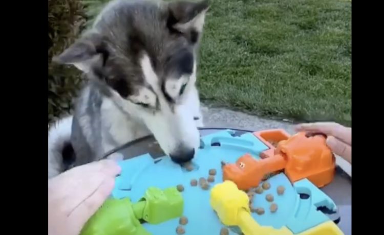 いつもの毛布みっけ 子犬のお気に入りを洗濯しようとしたら いぬのこと 犬がもっと好きになる動画紹介サイト