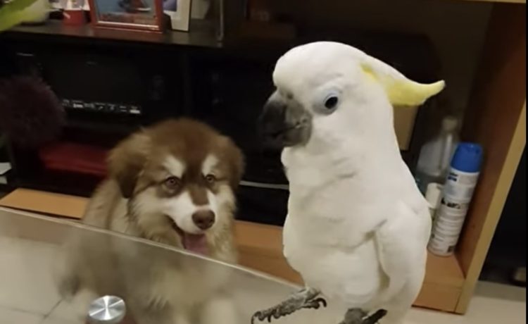 子犬 それ僕の鳴き声なのに オウムに声を真似されて声を失うワンコ いぬのこと