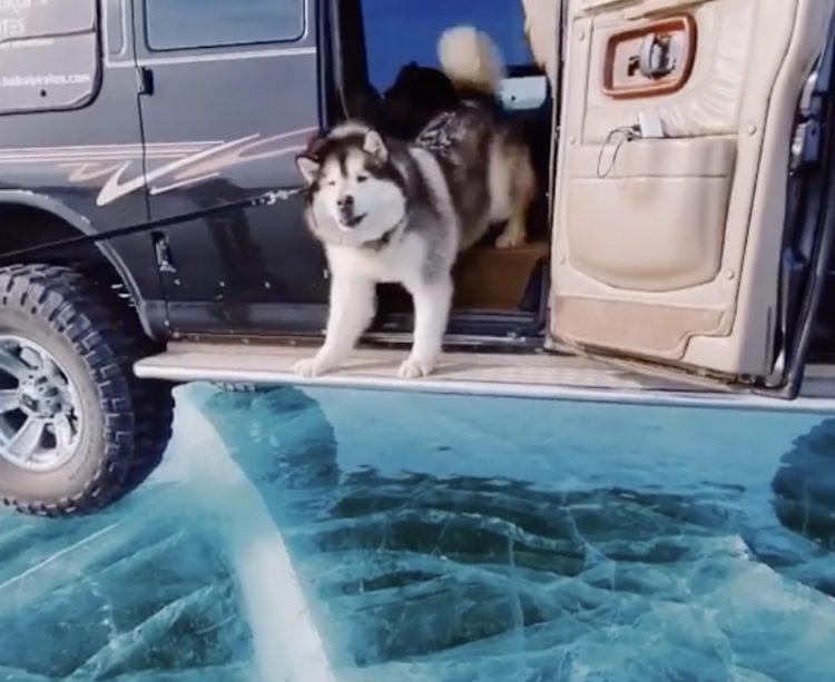 犬 氷 割れちゃうでしょ 凍った世界一の湖 だけど水にしか見えなくて いぬのこと