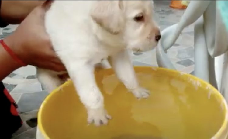 ドキドキの犬かきレッスン開始 プールじゃなくて バケツで練習 いぬのこと 犬がもっと好きになる動画紹介サイト