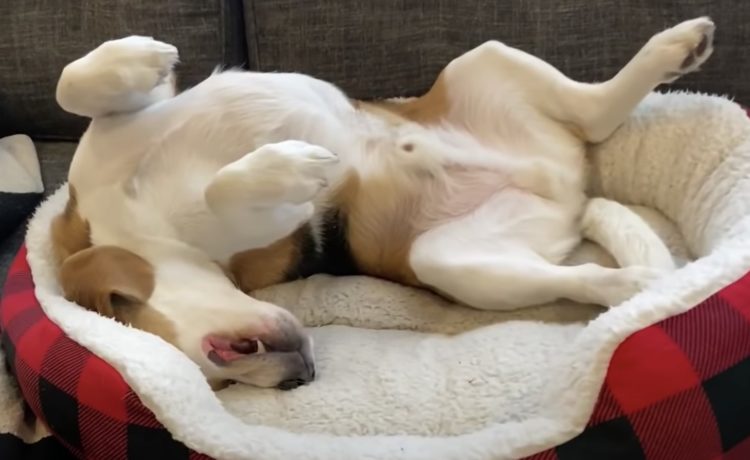 首痛そう J の字になって眠るビーグル犬 いぬのこと 首痛そう J の字になって眠るビーグル犬 いぬのこと
