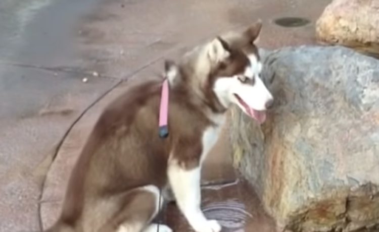 お尻が危ない 噴水口に座っちゃった犬 この後 いぬのこと