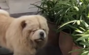 チャウチャウ いぬのこと 犬がもっと好きになる動画紹介サイト