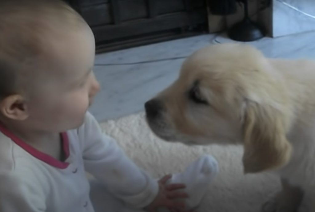 子犬「お兄ちゃんだよ〜」赤ちゃんとドキドキの初対面。