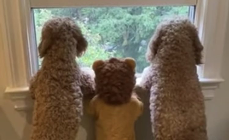 可愛すぎ 外を眺めるワンコと子どもの後ろ姿にほっこり いぬのこと 犬がもっと好きになる動画紹介サイト