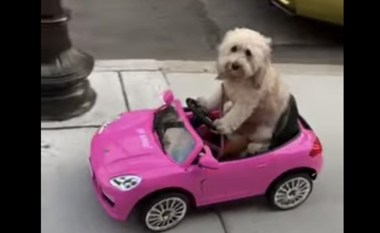 愛車でお散歩するワン オープンカーを乗りこなす犬 いぬのこと