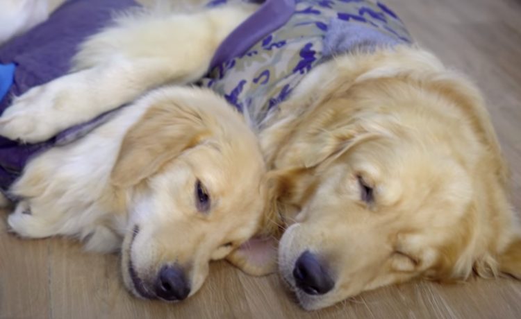 これは可愛い 抱き合って眠る2匹の犬 それを見ていた他の子も いぬのこと