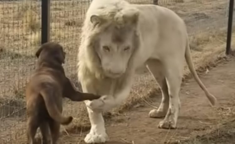 犬 久しぶりじゃん ホワイトライオンと握手するワンコ いぬのこと 犬がもっと好きになる動画紹介サイト