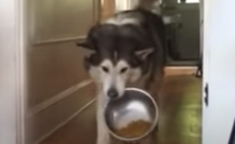 犬 ひとりのゴハンは寂しいもん 食事を運んでくるワンコ いぬのこと