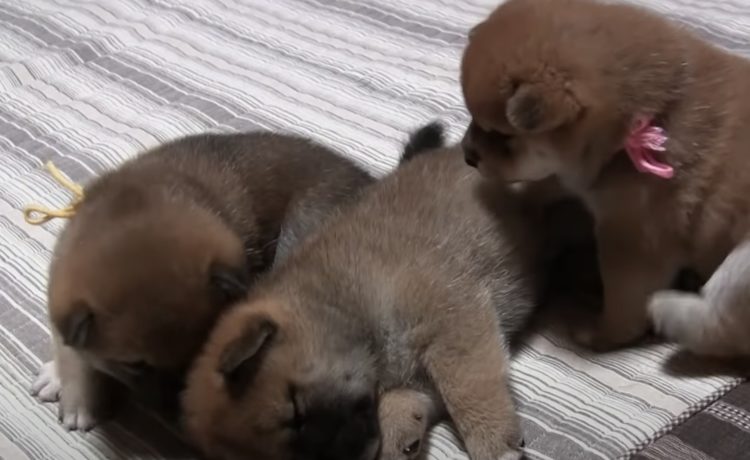 一度寝たら絶対に起きない子犬 兄弟がなんとか起こそうとするけれど いぬのこと 犬がもっと好きになる動画紹介サイト 一度寝たら絶対に起きない子犬 兄弟がなんとか起こそうとするけれど いぬのこと 犬がもっと好きになる動画紹介サイト