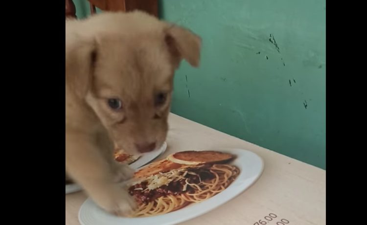 パスタを盗み食いしようとする子犬 なぜかどうしても食べられなくて いぬのこと 犬がもっと好きになる動画紹介サイト