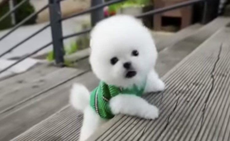 かわいすぎる 階段に挑戦する極小ポメラニアン いぬのこと 犬がもっと好きになる動画紹介サイト