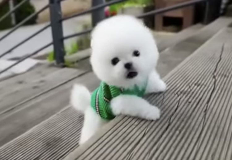 かわいすぎる 階段に挑戦する極小ポメラニアン いぬのこと 犬がもっと好きになる動画紹介サイト