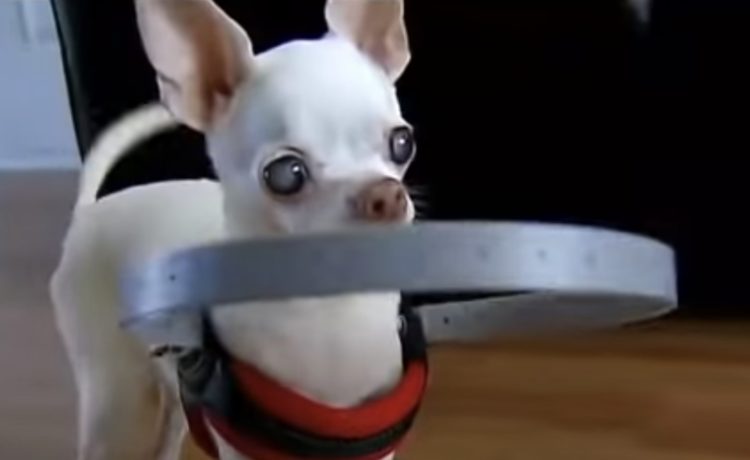 この発明はすごい 盲目の愛犬のために バンパーハーネスを作成 いぬのこと