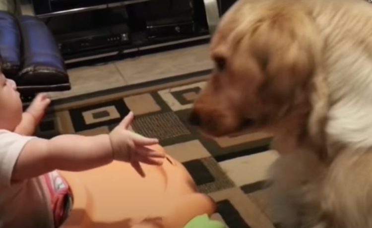 手を伸ばす赤ちゃんを見た犬 お手 だと勘違いして いぬのこと