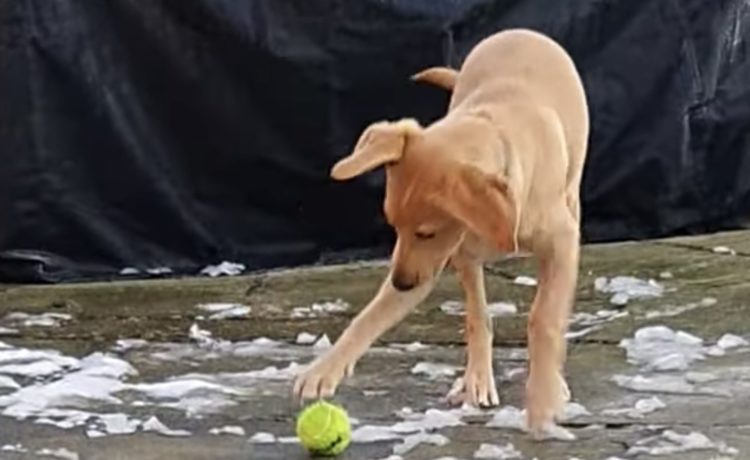 テニスボールも凍った 転がらないボールに困惑する犬さん いぬのこと