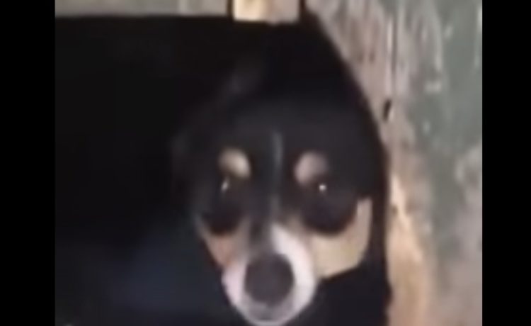 悲鳴が聞こえると思ったら 愛犬が寒い日に野良猫を小屋に連れ込んでいた いぬのこと