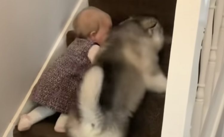 子犬 一緒に練習だぞ 赤ちゃんと階段の登り降りの特訓 いぬのこと 犬がもっと好きになる動画紹介サイト