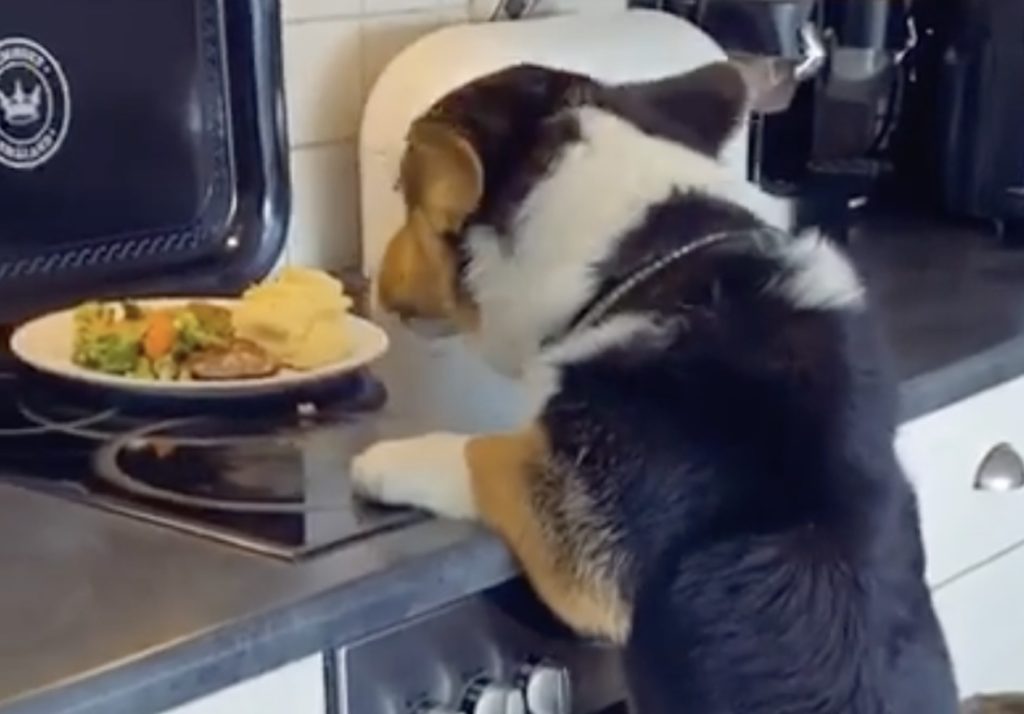 キッチンでつまみ食いする犬、足が短いのにどうやってカウンターに？