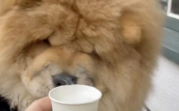 チャウチャウ いぬのこと