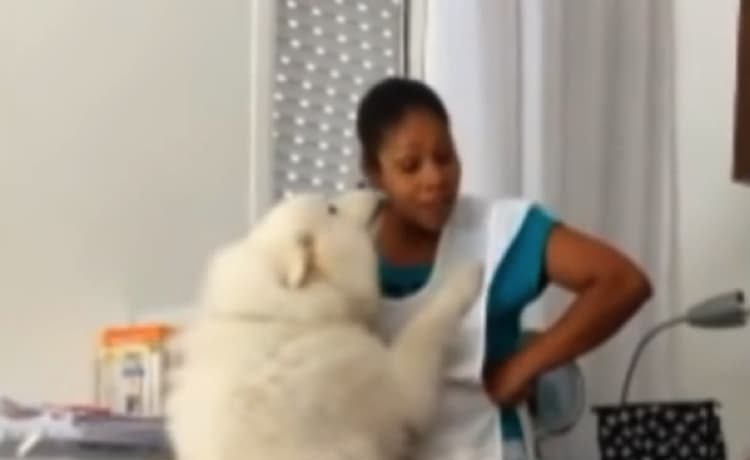 ごめんねのキス 謝り上手すぎて怒れない犬 いぬのこと 犬がもっと好きになる動画紹介サイト