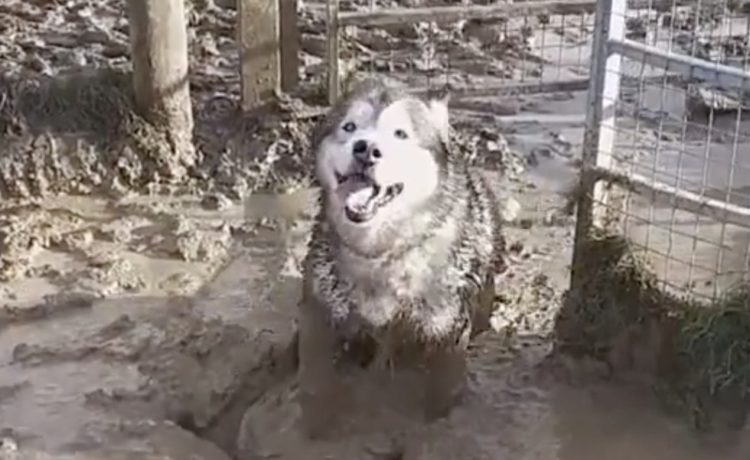 泥んこになって大はしゃぎ 子供のように遊ぶ犬さん いぬのこと