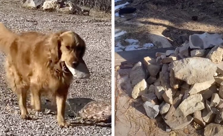 趣味は岩を集めること 毎日岩を拾ってくるゴールデンレトリバー いぬのこと 犬がもっと好きになる動画紹介サイト