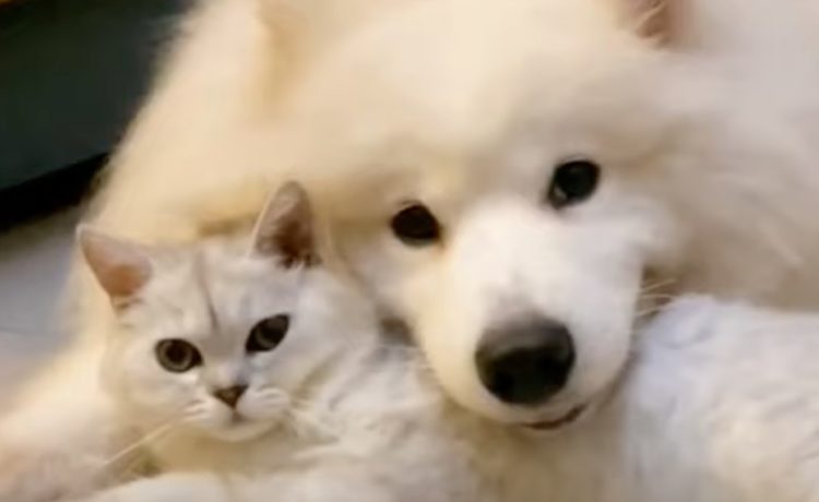 僕たち親友なの 仲良しすぎる犬と猫 いぬのこと 犬がもっと好きになる動画紹介サイト