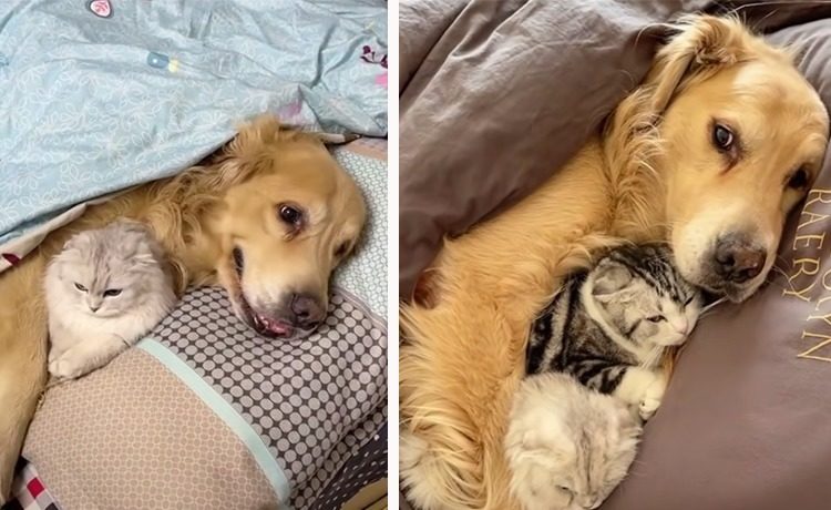 羨ましいほど仲良し 一緒に眠る犬と猫 いぬのこと