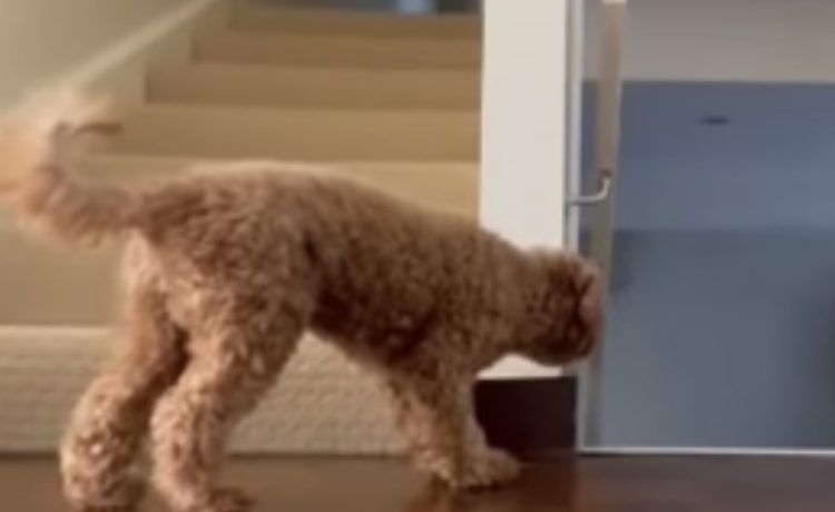 来るぞ 飼い主にイタズラをするのが大好きな犬 いぬのこと