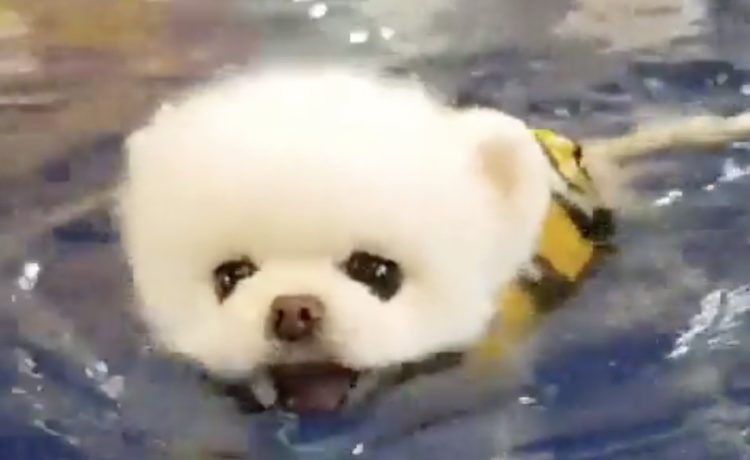 わたあめが泳いでいるみたい 犬かきに初挑戦の子犬 いぬのこと 犬がもっと好きになる動画紹介サイト