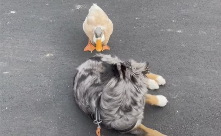 今日も乗せてって 犬の背中に乗りたがるアヒル いぬのこと