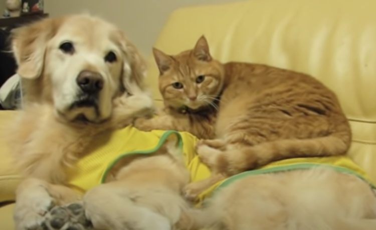 犬 ん なんだか重いぞ 猫が背中でスヤスヤ いぬのこと