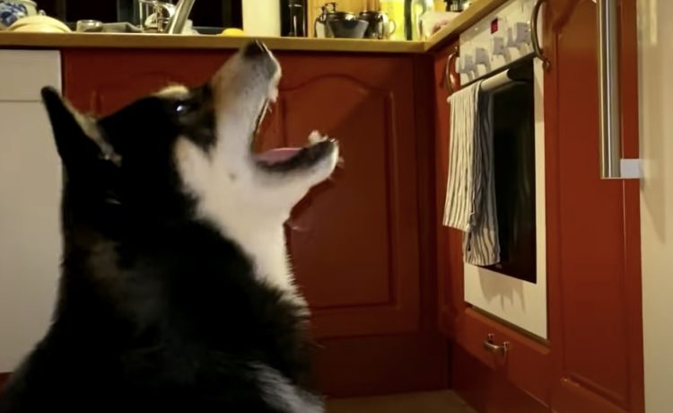 ずるいぞー 降りてこい 上を見上げて怒っている犬 その理由は いぬのこと