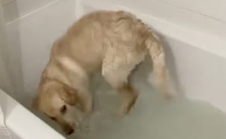 お風呂だ 入浴が楽しみすぎてはしゃぐワンコ いぬのこと 犬がもっと好きになる動画紹介サイト お風呂だ 入浴が楽しみすぎてはしゃぐワンコ いぬのこと 犬がもっと好きになる動画紹介サイト