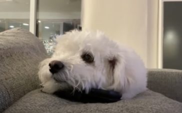 トイプードル いぬのこと 犬がもっと好きになる動画紹介サイト トイプードル いぬのこと 犬がもっと好きになる動画紹介サイト