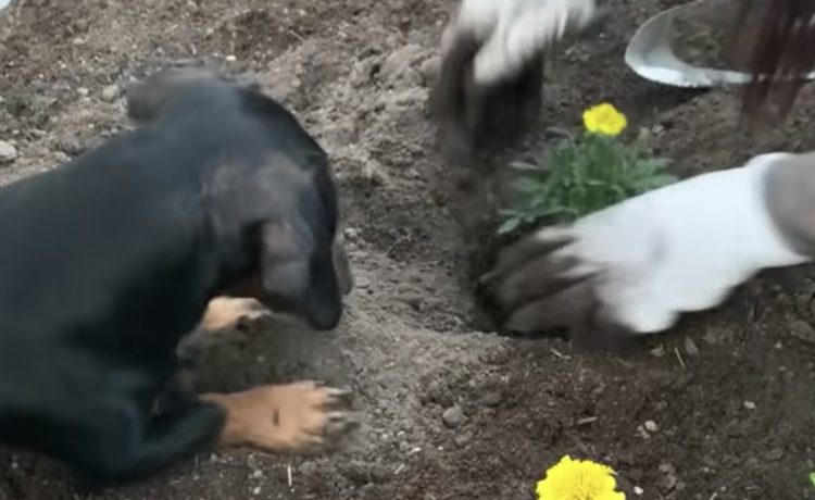 穴掘りなら任せて ガーデニングを手伝うワンコ いぬのこと 犬がもっと好きになる動画紹介サイト