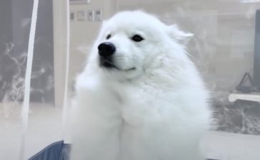 サモエド いぬのこと 犬がもっと好きになる動画紹介サイト